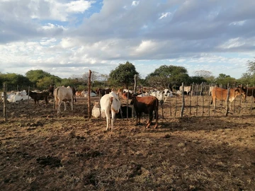 Farm & Agricultural Land