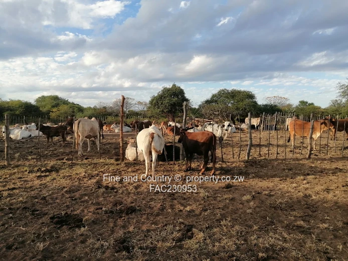 266ha Nyamandlovu Farm - Fully-fenced